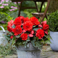 Thumbnail for Bulbi Begonia Double large flowering Rosu 3 buc