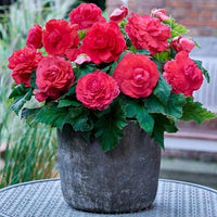 Thumbnail for Bulbi Begonia Double large flowering Roz 3 buc