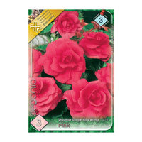 Thumbnail for Bulbi Begonia Double large flowering Roz 3 buc