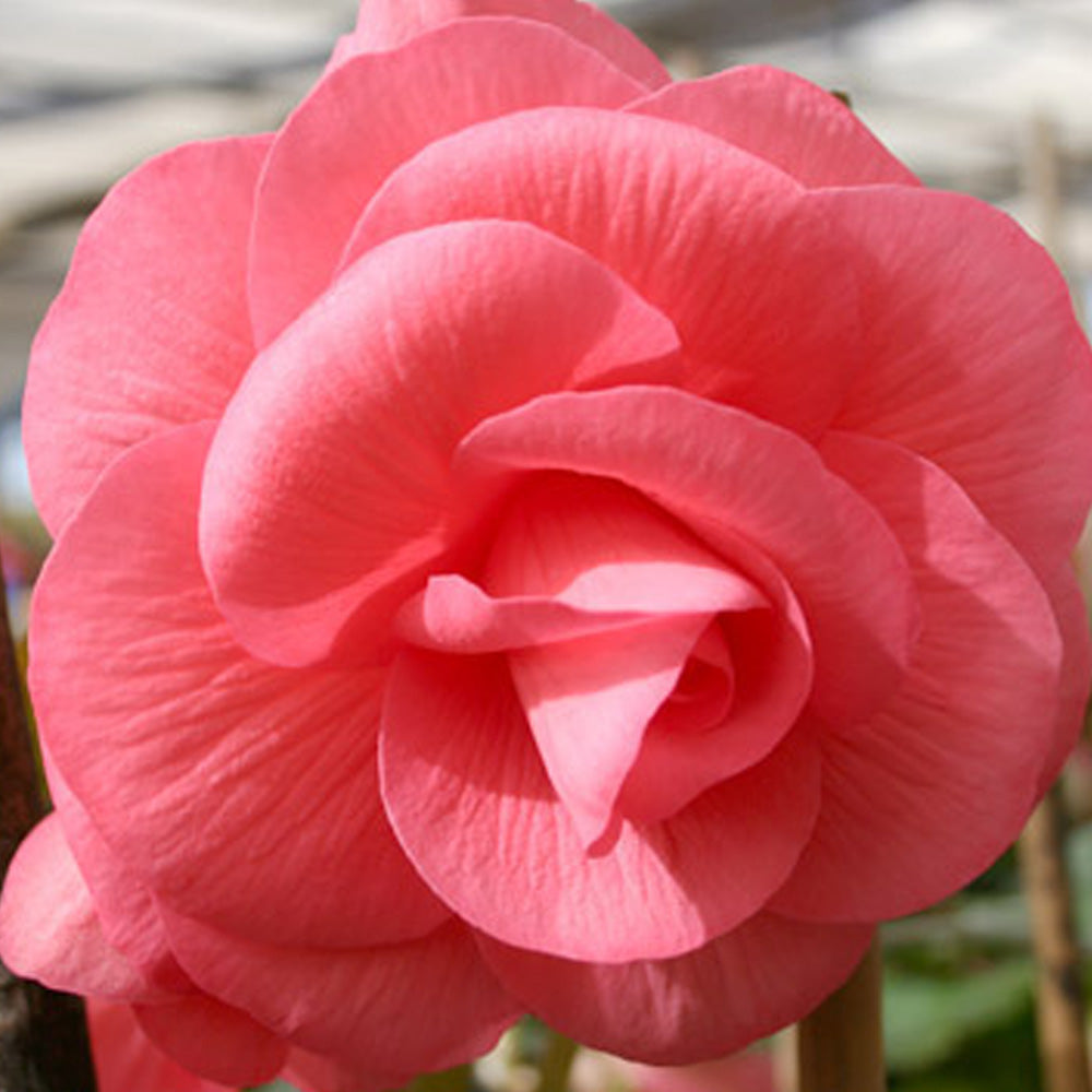 Bulbi Begonia Double large flowering Roz 3 buc