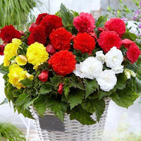 Thumbnail for Bulbi Begonia Fimbriata Mix 3 buc
