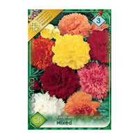 Thumbnail for Bulbi Begonia Fimbriata Mix 3 buc