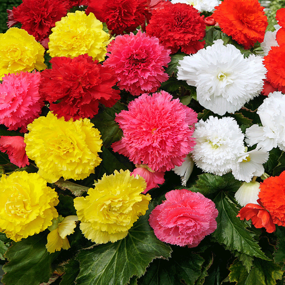 Bulbi Begonia Fimbriata Mix 3 buc