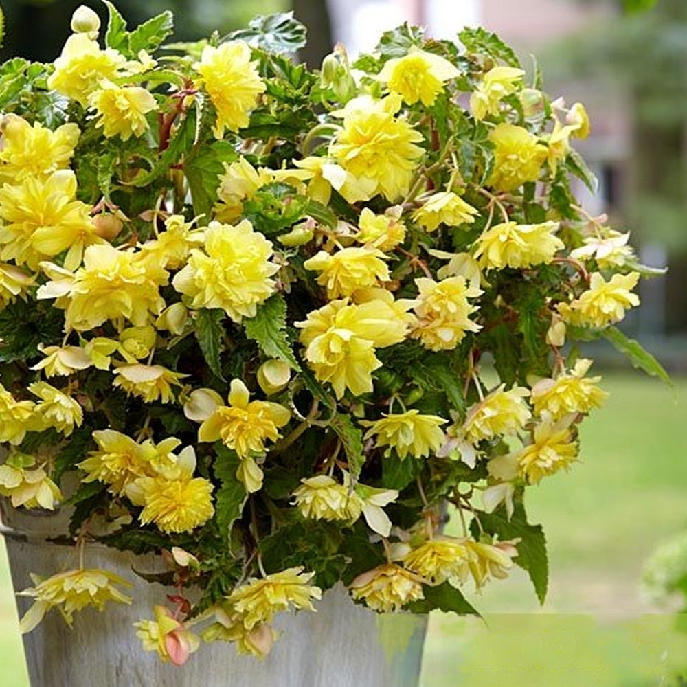 Bulbi Begonia Pendula Galben 3 buc