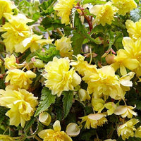 Thumbnail for Bulbi Begonia Pendula Galben 3 buc
