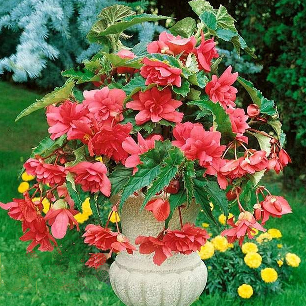 Bulbi Begonia Pendula Roz 3 buc