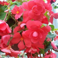 Thumbnail for Bulbi Begonia Pendula Roz 3 buc