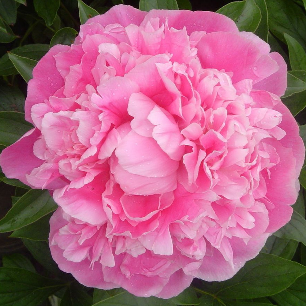 Risavat Roz Bulbi Bujori Paeonia Roz 1 buc – Plantazia