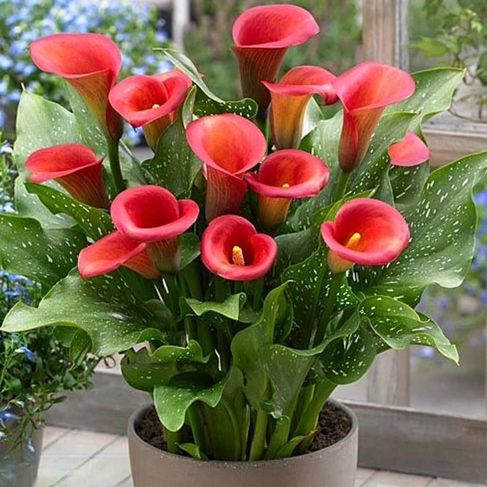 Bulbi Cala Rosu 1 buc