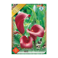 Thumbnail for Bulbi Cala Rosu 1 buc