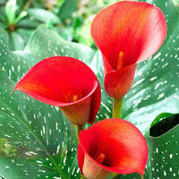 Thumbnail for Bulbi Cala Rosu 1 buc