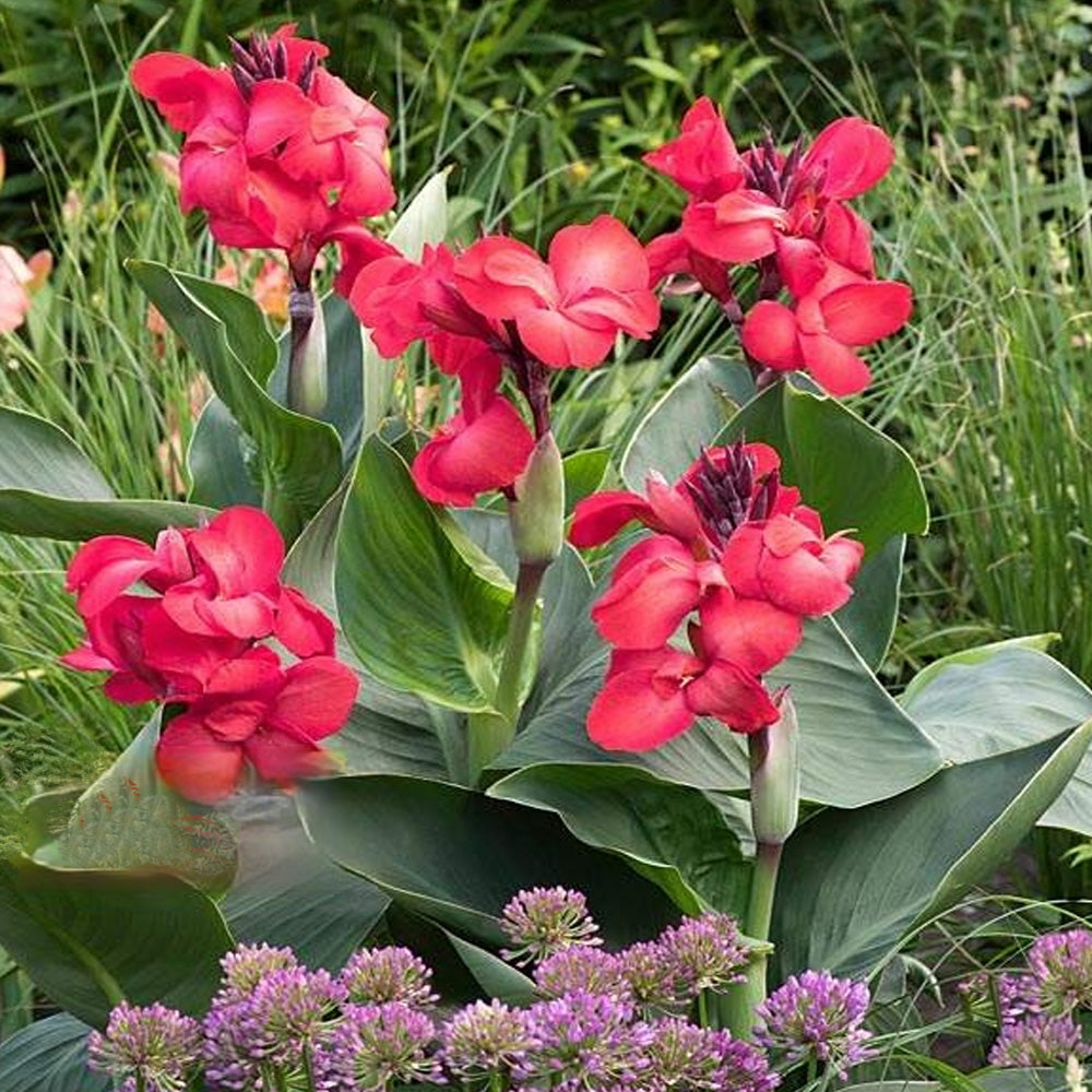 Bulbi Canna Indica Roz 1 buc