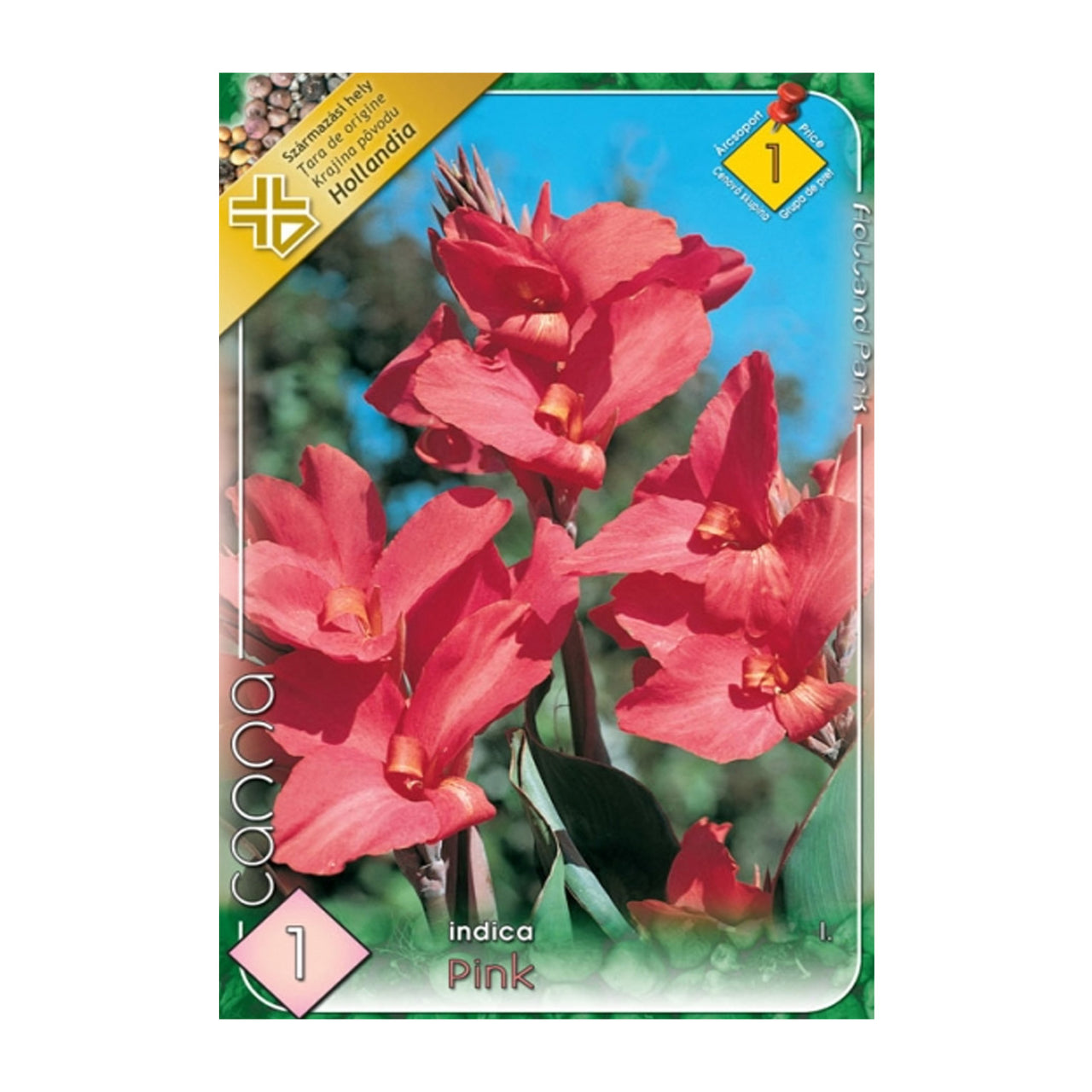 Bulbi Canna Indica Roz 1 buc