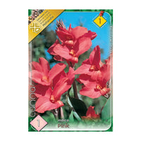 Thumbnail for Bulbi Canna Indica Roz 1 buc