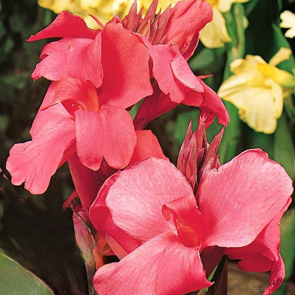 Bulbi Canna Indica Roz 1 buc