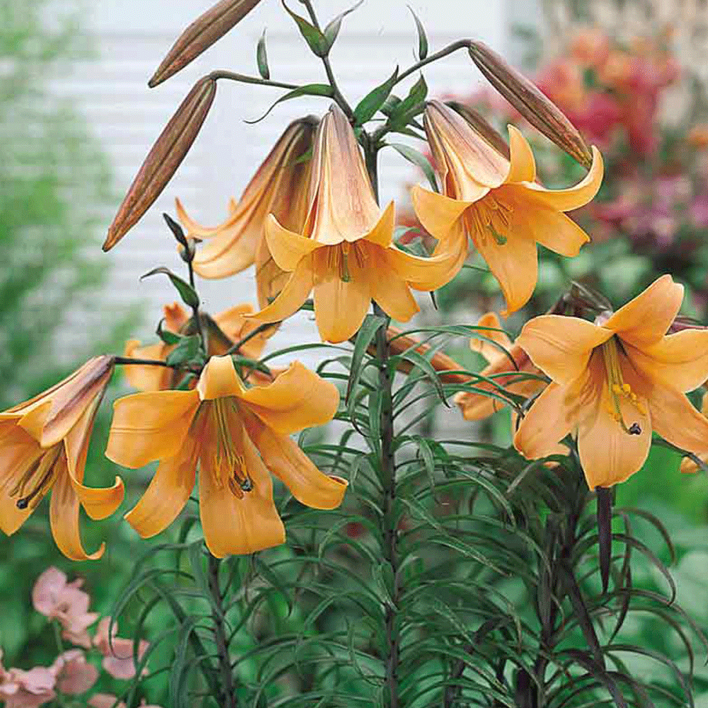 Bulbi Crini African Queen 1 buc