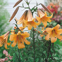 Thumbnail for Bulbi Crini African Queen 1 buc