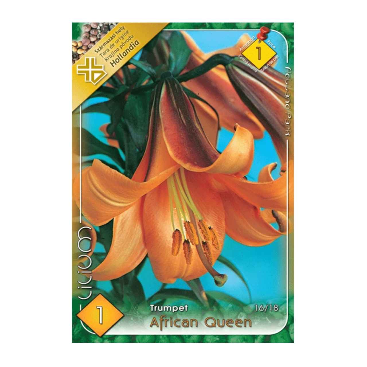 Bulbi Crini African Queen 1 buc