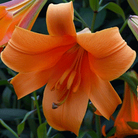 Thumbnail for Bulbi Crini African Queen 1 buc