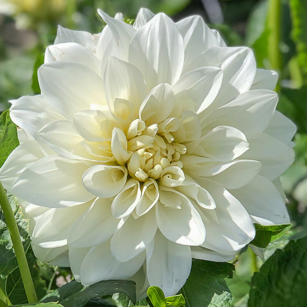 Bulbi Dalii White Perfection 1 buc