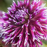 Thumbnail for Bulbi Dalii Alauna Clair Obscure 1 buc