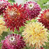 Thumbnail for Bulbi Dalii Akita 1 buc