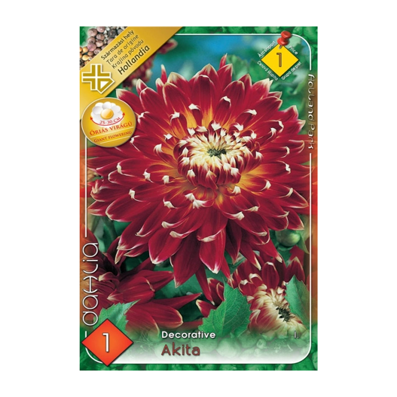 Bulbi Dalii Akita 1 buc