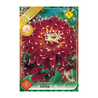 Thumbnail for Bulbi Dalii Akita 1 buc