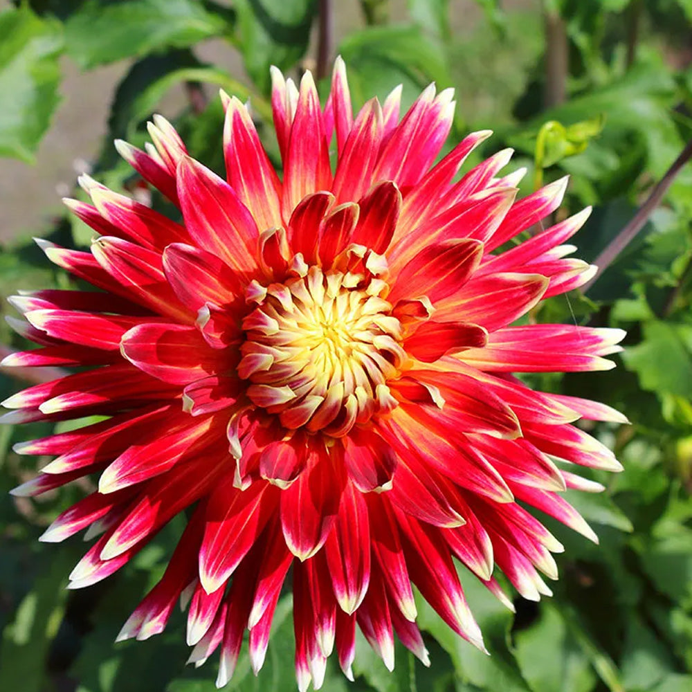 Bulbi Dalii Akita 1 buc