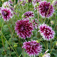 Thumbnail for Bulbi Dalii Alauna Clair Obscure 1 buc