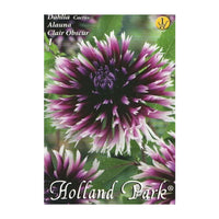 Thumbnail for Bulbi Dalii Alauna Clair Obscure 1 buc