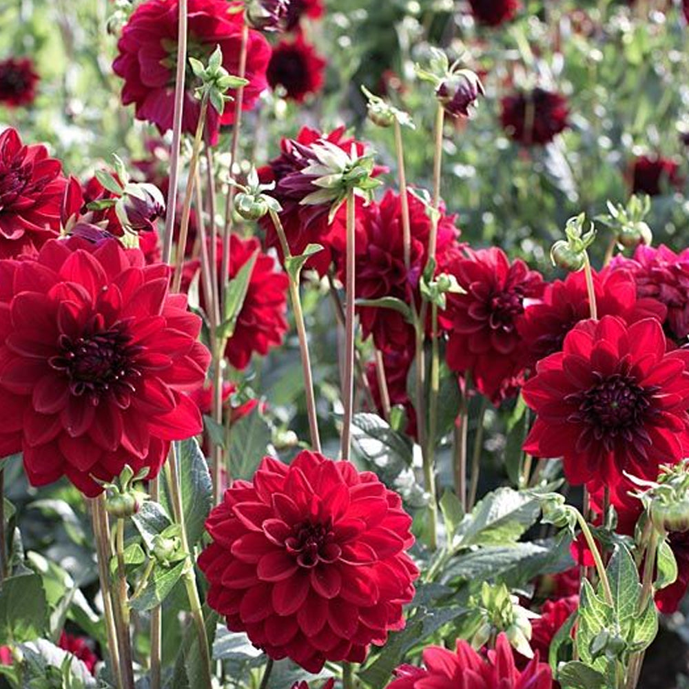 Bulbi Dalii Arabian Night 1 buc