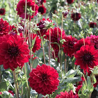 Thumbnail for Bulbi Dalii Arabian Night 1 buc