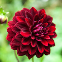 Thumbnail for Bulbi Dalii Arabian Night 1 buc