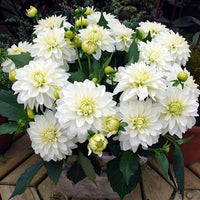 Thumbnail for Bulbi Dalii Art Fair 1 buc