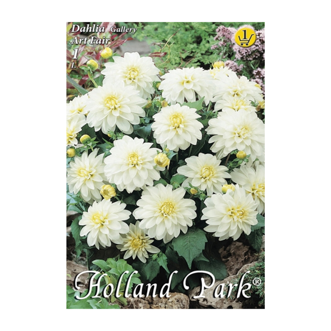 Bulbi Dalii Art Fair 1 buc