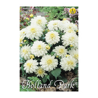 Thumbnail for Bulbi Dalii Art Fair 1 buc