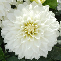 Thumbnail for Bulbi Dalii Art Fair 1 buc