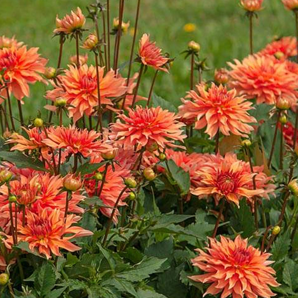 Bulbi Dalii Autumn Fairy 1 buc