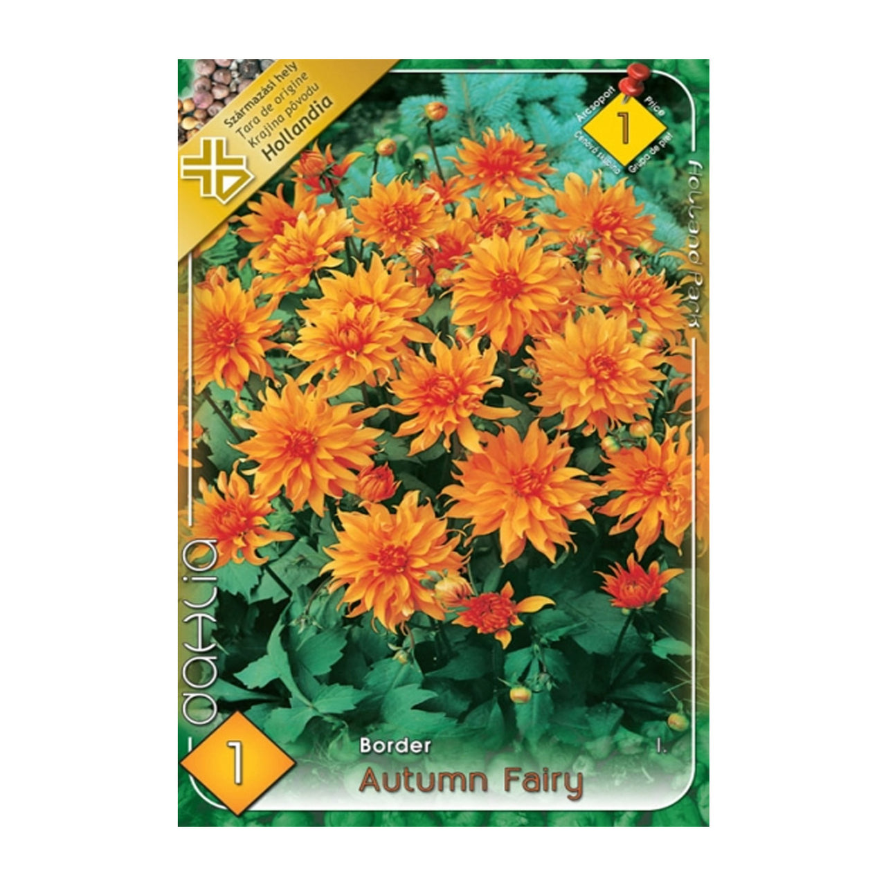 Bulbi Dalii Autumn Fairy 1 buc