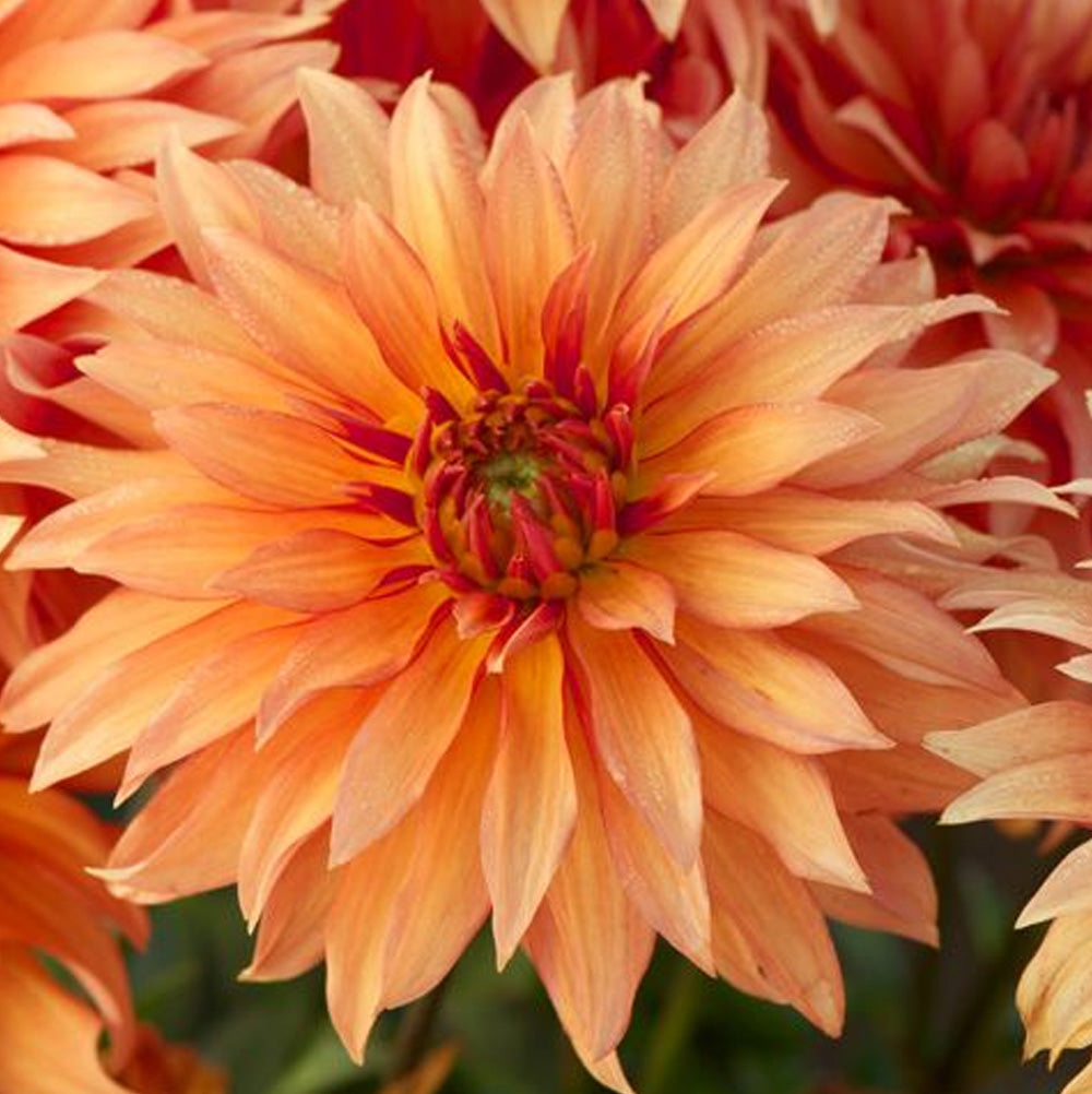 Bulbi Dalii Autumn Fairy 1 buc