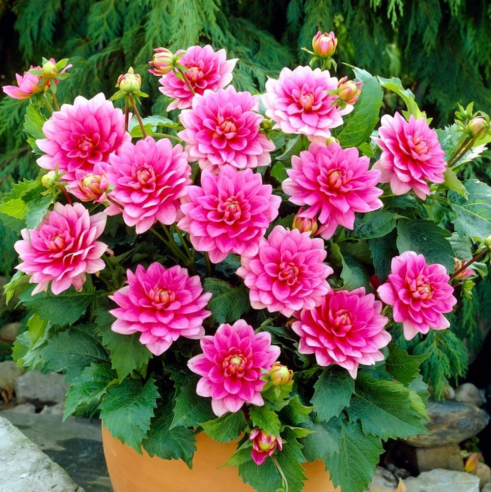 Bulbi Dalii Bluesette 1 buc