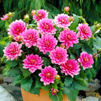 Thumbnail for Bulbi Dalii Bluesette 1 buc