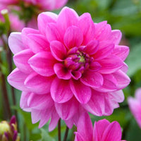 Thumbnail for Bulbi Dalii Bluesette 1 buc