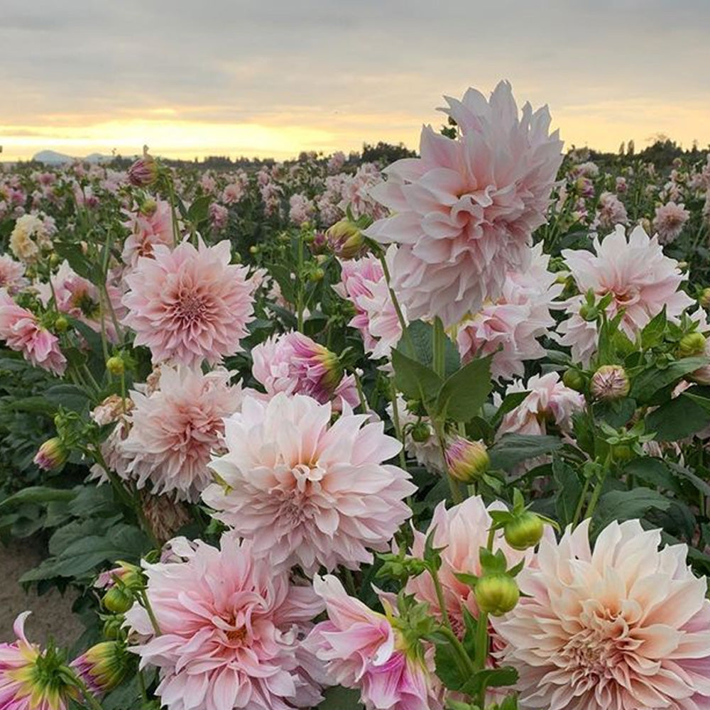 Bulbi Dalii Cafe au Lait 1 buc