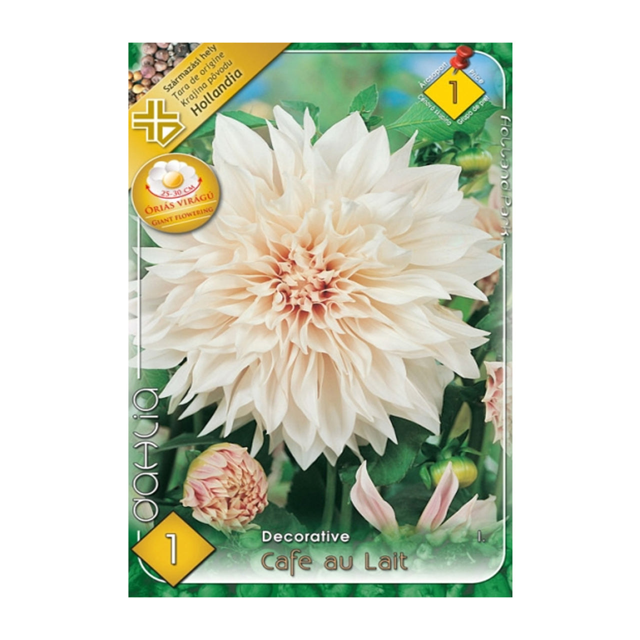 Bulbi Dalii Cafe au Lait 1 buc