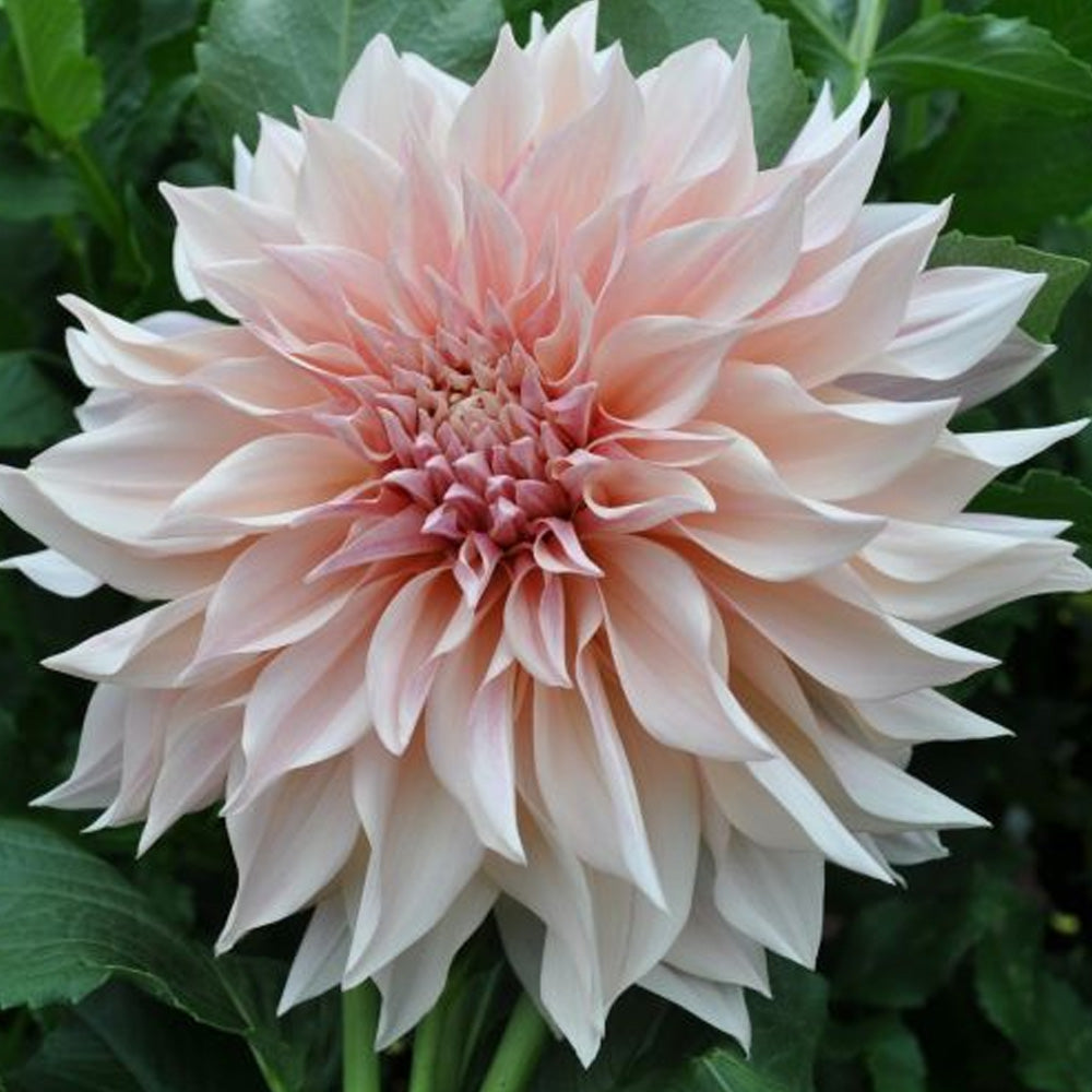 Bulbi Dalii Cafe au Lait 1 buc