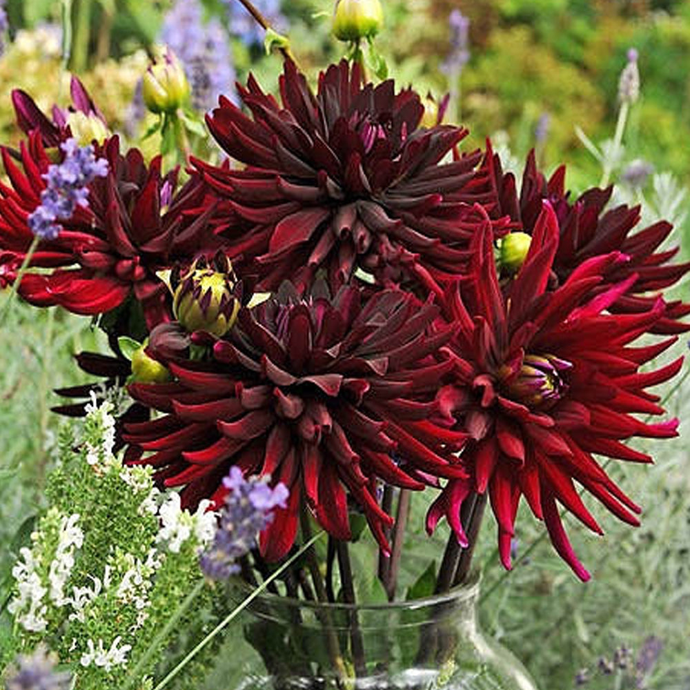 Bulbi Dalii Chat Noir 1 buc