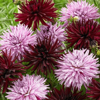 Thumbnail for Bulbi Dalii Duo Chat Noir & Hy Trio 2 buc