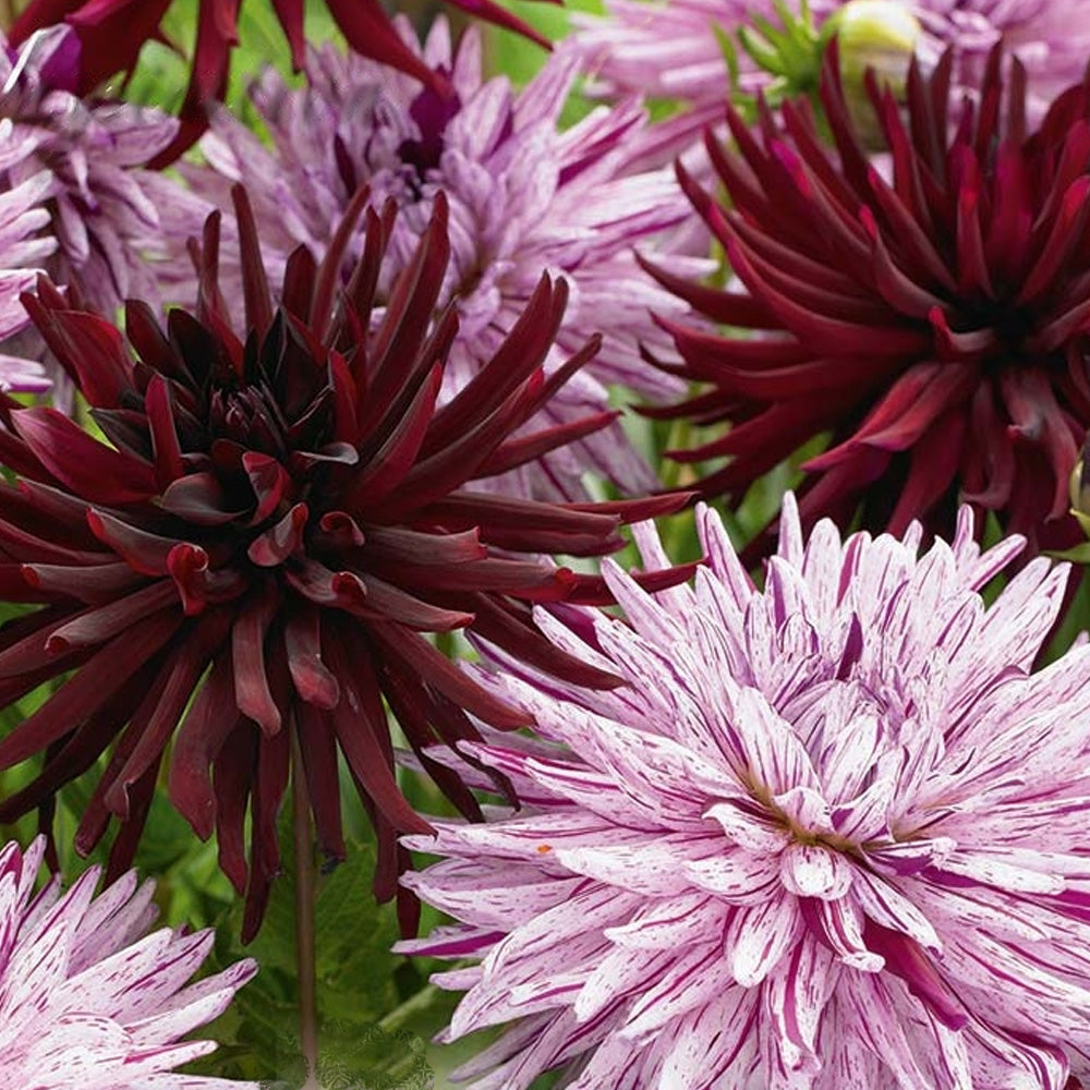 Bulbi Dalii Duo Chat Noir & Hy Trio 2 buc